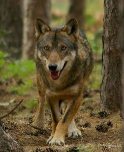 Arge Alp: in Vorarlberg un incontro sulla presenza di orso e lupo nei territori alpini