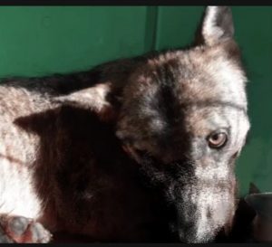 Wwf Italia contro avvelenamento lupi. Appello a Procura di Sulmona