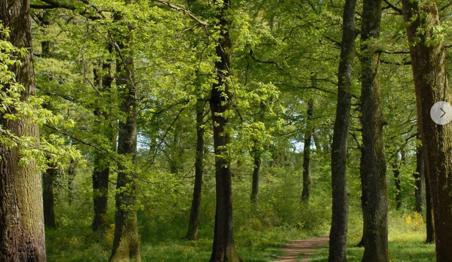 Bosco Macchia Grande