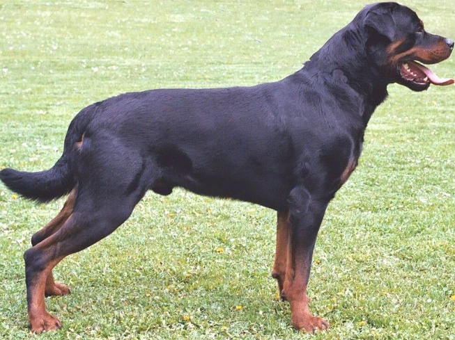 rottweiler