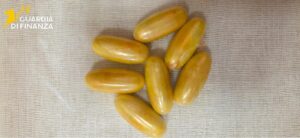 Finanza di Roma contro narcotraffico: 854 chili di droga sequestrati in tre mesi