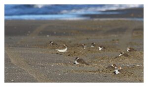 Legambiente contro Supermarecross a Maccarese