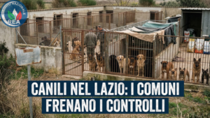 Controlli nei canili ostacolati da amministrazioni locali, ombre su gestione strutture nel Lazio