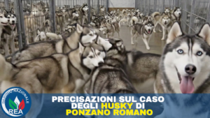 Precisazioni sul caso degli Husky di Ponzano Romano