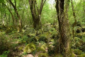 Scampoli di Poesia: “Vorrei camminare nel bosco…” di Vincenzo Parisi