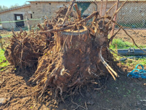 Manziana: illeciti per lavori forestali non autorizzati in località Spinare