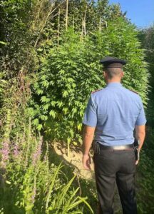 Sant’Oreste: sorpreso nottetempo in mimetica a innaffiare marijuana. Arma arresta 65enne