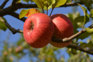 La Conserva della Neve celebra i frutti