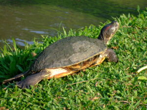 Ladispoli: al via il progetto “Trachemys scripta nel Monumento naturale Palude di Torre Flavia”.